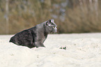 British Shorthair in sand