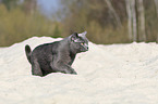walking British Shorthair