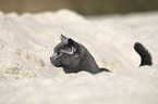 British Shorthair portrait