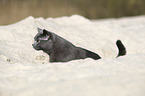 British Shorthair portrait