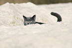 British Shorthair portrait