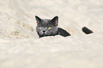 British Shorthair portrait