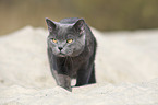 walking British Shorthair