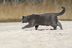 walking British Shorthair