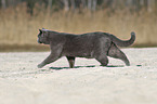 walking British Shorthair