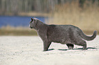 walking British Shorthair