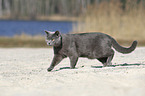 walking British Shorthair