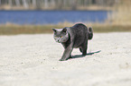 walking British Shorthair