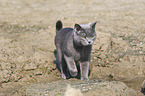 walking British Shorthair