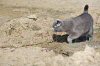 walking British Shorthair