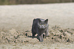 walking British Shorthair