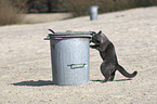 standing British Shorthair