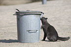 sitting British Shorthair