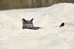 British Shorthair portrait