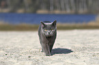 walking British Shorthair