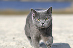 walking British Shorthair