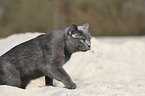 walking British Shorthair