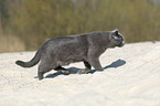 running British Shorthair