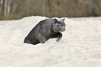 British Shorthair in sand