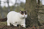 walking British Shorthair
