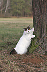 British Shorthair scratches the tree