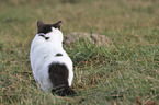 British Shorthair on the meadow