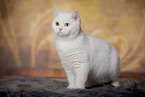 sitting British Shorthair