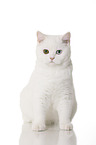 sitting British Shorthair