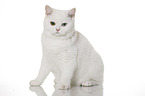 sitting British Shorthair