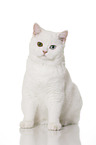 sitting British Shorthair