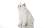 sitting British Shorthair