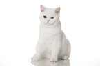 sitting British Shorthair