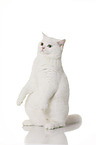 sitting British Shorthair