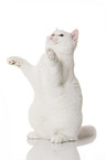 sitting British Shorthair