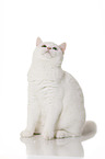 sitting British Shorthair