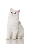 sitting British Shorthair