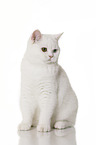 sitting British Shorthair