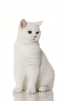 sitting British Shorthair