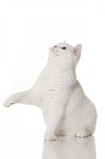 sitting British Shorthair