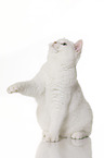 sitting British Shorthair