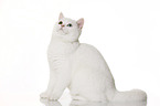 sitting British Shorthair