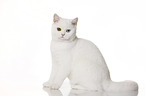 sitting British Shorthair