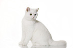 sitting British Shorthair