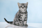 sitting British Shorthait kitten