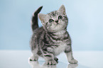 standing British Shorthait kitten