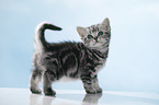 standing British Shorthait kitten