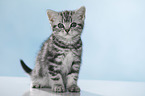 sitting British Shorthait kitten