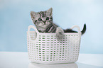 British Shorthait kitten in a basket