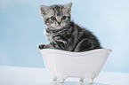 British Shorthait kitten in a bathtup