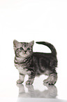 standing British Shorthait kitten